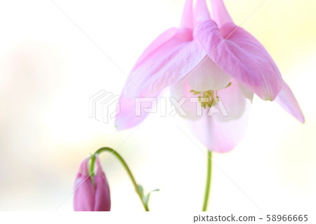 Odamaki lilac flowers, wild grass, bright background Odamaki lilac flowers, wild grass, bright background 58966665