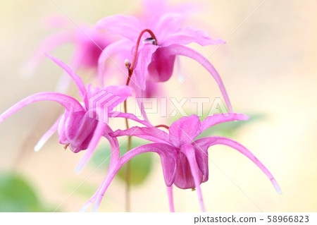 ikarisou野花深粉紅色花朵 58966823
