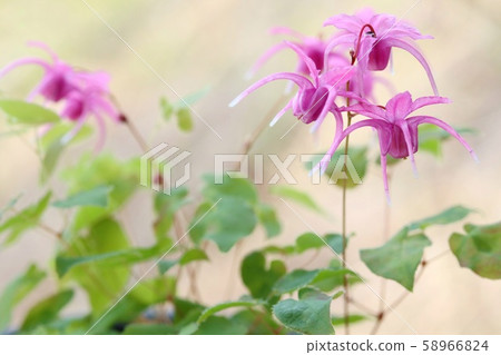 ikarisou野花深粉紅色花朵 58966824