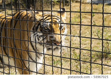 Adult tiger in the zoo behind the fence. 58967025