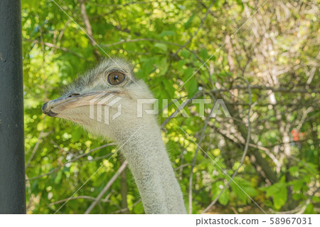 Adult ostrich in the zoo. Close-up portrait against green foliage. Adult ostrich in the zoo. Close-up portrait against green foliage. 58967031