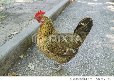 Spotted chicken at the zoo. Hen for a walk. 58967050