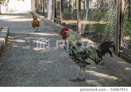 Spotted rooster in the zoo. The cock of the walk. Spotted rooster in the zoo. The cock of the walk. 58967051