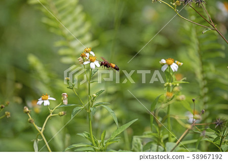 Horned hornet 58967192