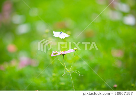 Autumn cherry and butterfly Autumn cherry and butterfly 58967197