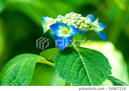 Hana繡球花 Hana繡球花 58967216