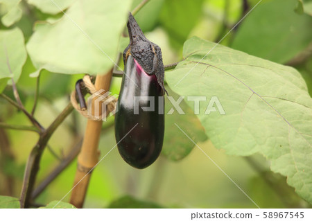 eggplant  58967545