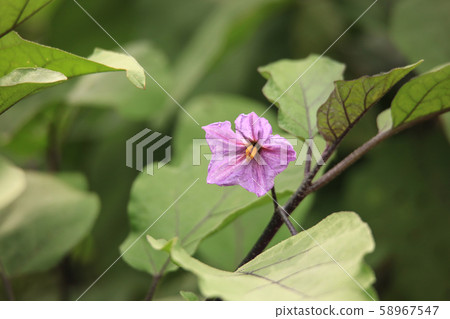 茄子花 58967547