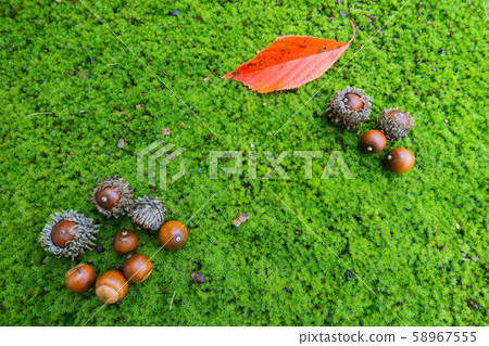 橡子:秋葉:苔蘚秋天的形象 橡子:秋葉:苔蘚秋天的形象 58967555
