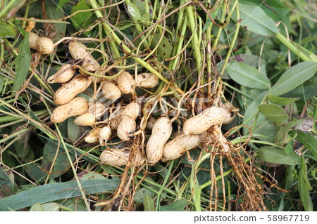 花生 花生 58967719