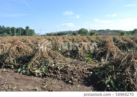 Peanut harvest 58968270