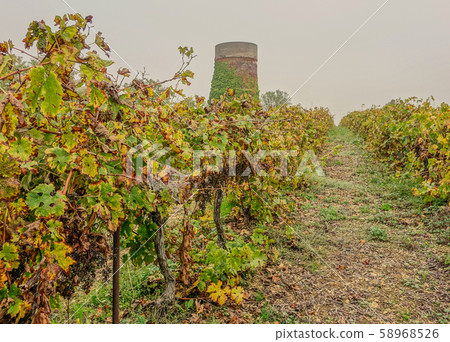 Vineyard field in foggy day Vineyard field in foggy day 58968526