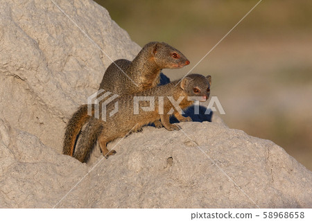 Slender Mongoose - Botswana - Africa Slender Mongoose - Botswana - Africa 58968658