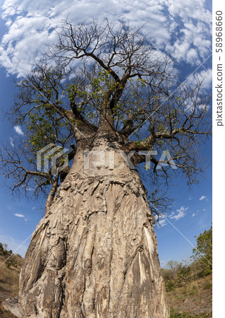 Baobab tree - Botswana - Africa 58968660