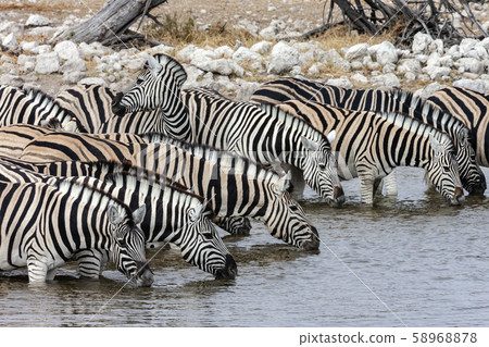 Zebra drinking at a waterhole -Namibia Zebra drinking at a waterhole -Namibia 58968878