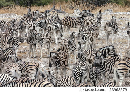 Herd of Zebra - Etosha National Park - Namibia Herd of Zebra - Etosha National Park - Namibia 58968879