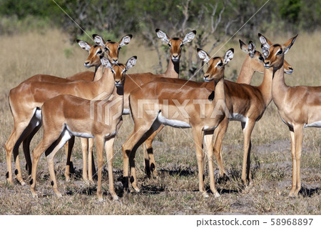 Impala in the Savuti region of Botswana - Africa Impala in the Savuti region of Botswana - Africa 58968897