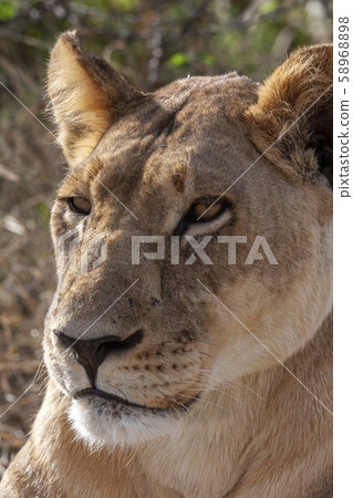 Lioness - Botswana - Africa Lioness - Botswana - Africa 58968898