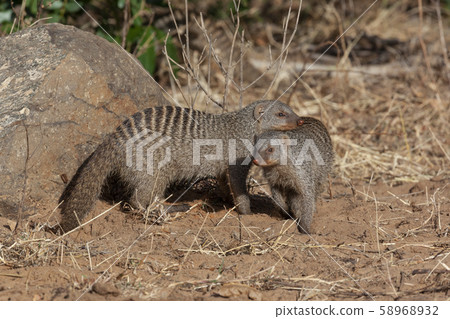 Two Banded Mongoose - Botswana - Africa 58968932