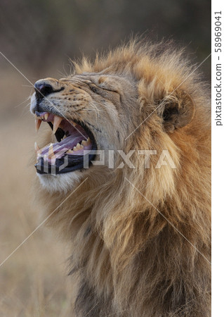 Mature Male Lion - Botswana 58969041