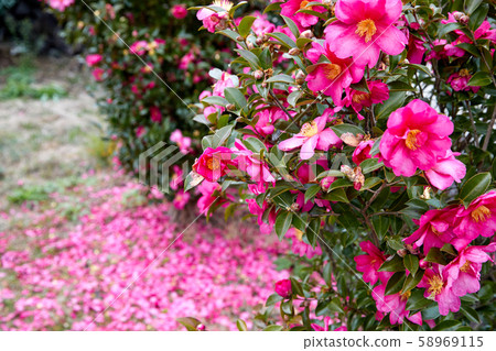 Jeju Island Camellia Flower 58969115
