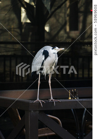Gray heron seen in Gion Gray heron seen in Gion 58969608
