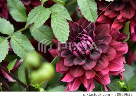 Dahlia flower Dahlia flower 58969622