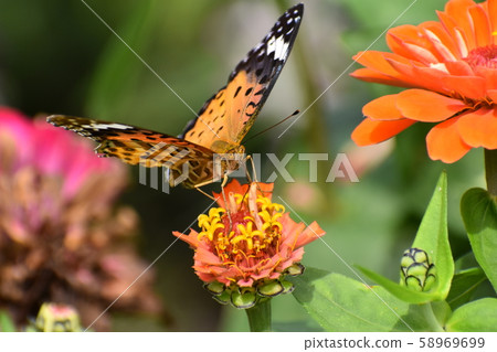 Kyoto Prefectural Botanic Garden 58969699