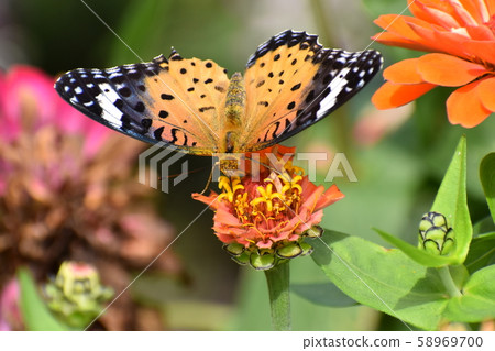 Kyoto Prefectural Botanic Garden 58969700