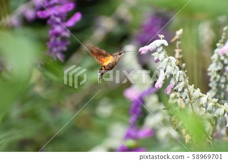 Kyoto Prefectural Botanic Garden 58969701