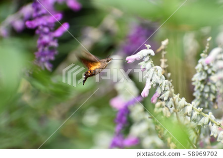 Kyoto Prefectural Botanic Garden Kyoto Prefectural Botanic Garden 58969702