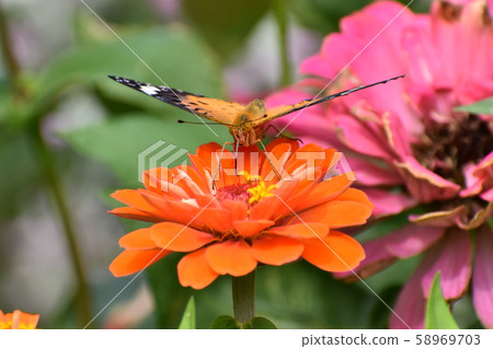 Kyoto Prefectural Botanic Garden 58969703