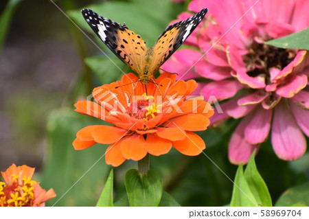 Kyoto Prefectural Botanic Garden 58969704