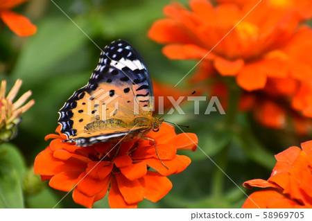 Kyoto Prefectural Botanic Garden 58969705