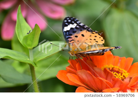 Kyoto Prefectural Botanic Garden 58969706