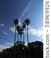 Palm tree Victory 58969926
