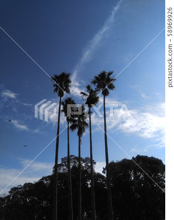 Palm tree Victory 58969926
