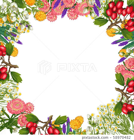 Hand drawn medicinal plant frame. Healing herbs border. isolated on white background Hand drawn medicinal plant frame. Healing herbs border. isolated on white background 58970482