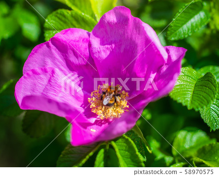 Blooming pink wild rose spring day Blooming pink wild rose spring day 58970575