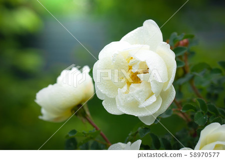 Blooming white rosehip spring Blooming white rosehip spring 58970577