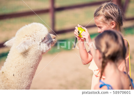 Charming little girl is playing with cute alpaca in the park 58970601