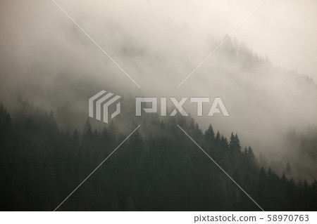 Foggy forest Foggy forest 58970763