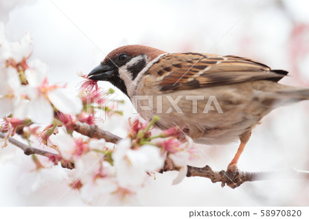 Sparrows and cherry blossoms 58970820