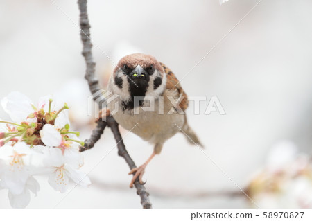 Sparrows and cherry blossoms 58970827