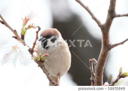 Sparrows and cherry blossoms 58970849
