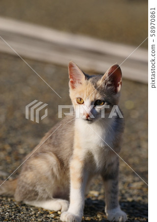 Sitting kitten Sitting kitten 58970861