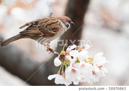 Sparrows and cherry blossoms Sparrows and cherry blossoms 58970863