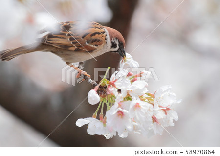麻雀和櫻花 麻雀和櫻花 58970864