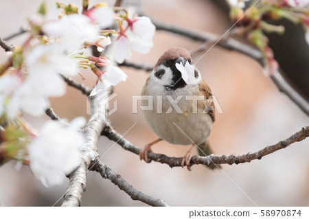 Sparrows and cherry blossoms 58970874