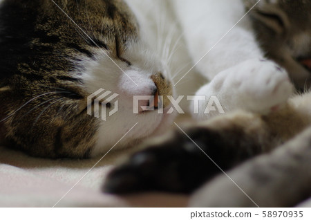 睡臉 睡臉 58970935